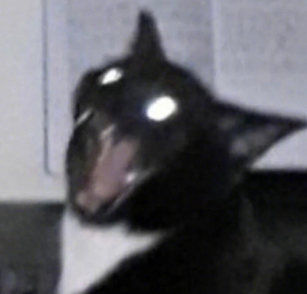 黑猫表情包发癫 就要发癫!