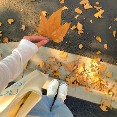 秋日 雪天 烟花 猫咪 背景图