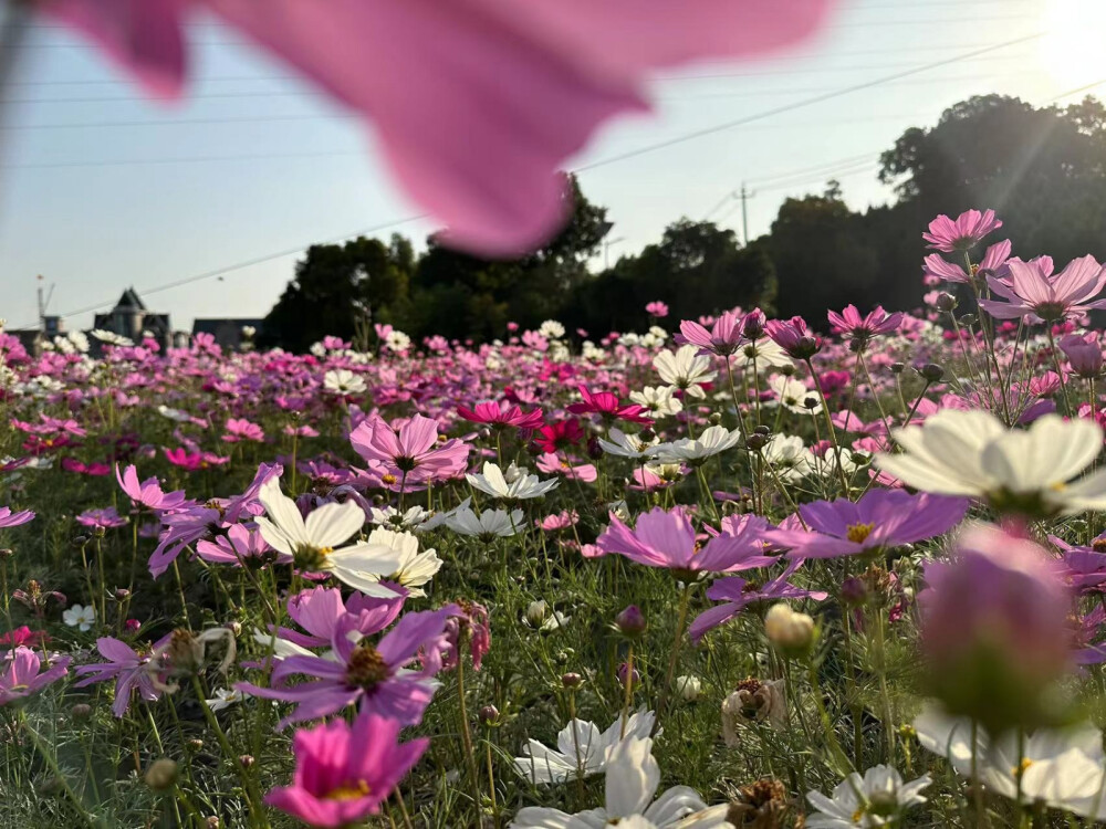 长巷村花海