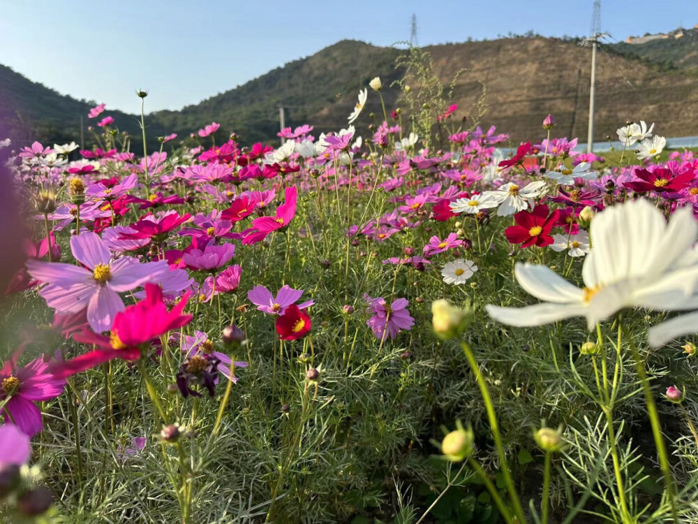 长巷村花海