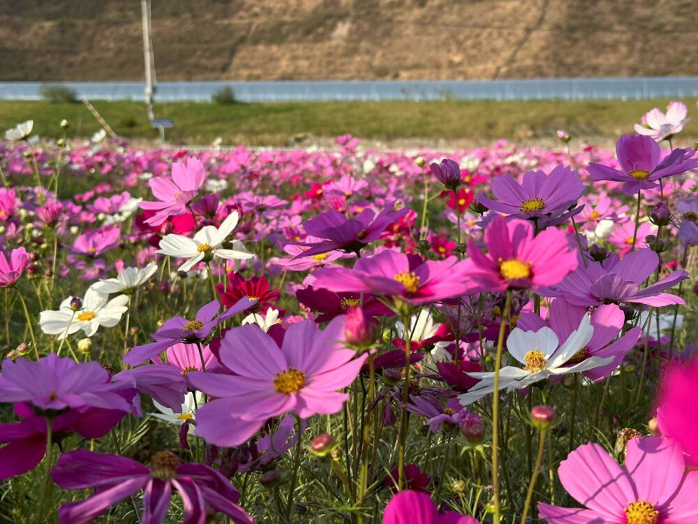 长巷村花海