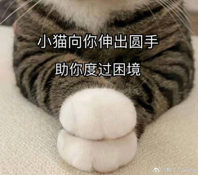 猫咪表情包