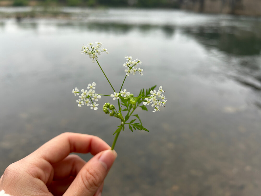 峨参