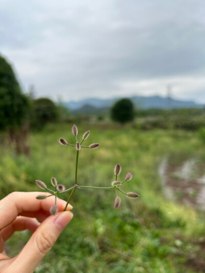 不知名