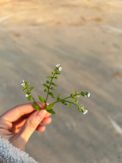 多苞斑种草