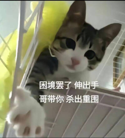 猫咪表情包