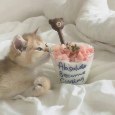 猫猫