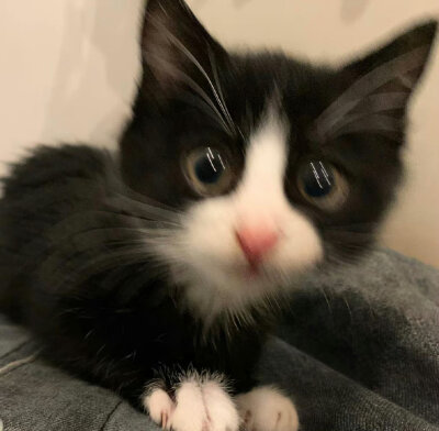 猫猫