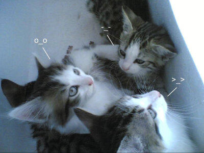 猫猫