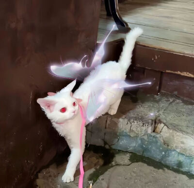 猫猫