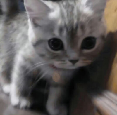 猫猫