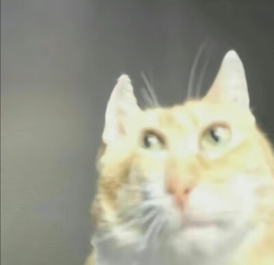猫猫