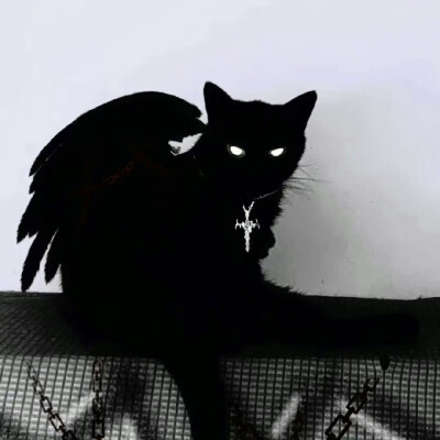 猫猫
