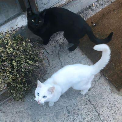猫猫