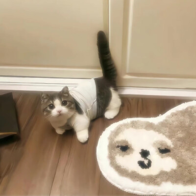 猫猫