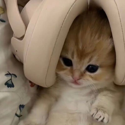 猫猫