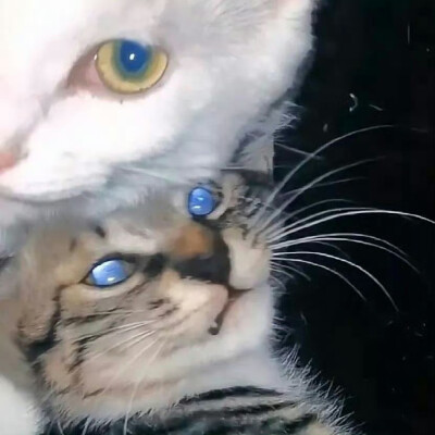 猫猫