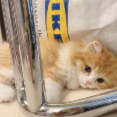 猫猫