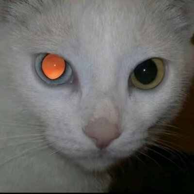 猫猫