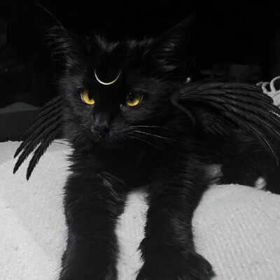 猫猫