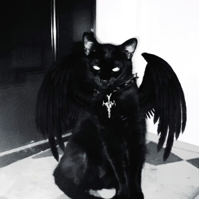 猫猫