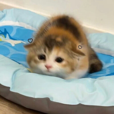 猫猫