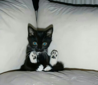 猫猫