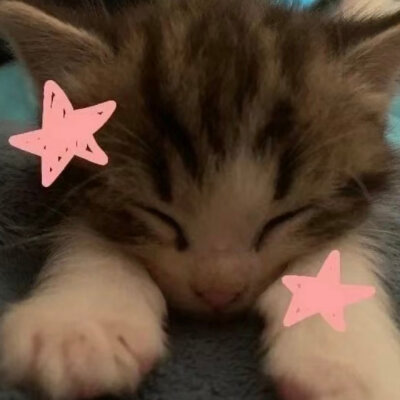 猫猫