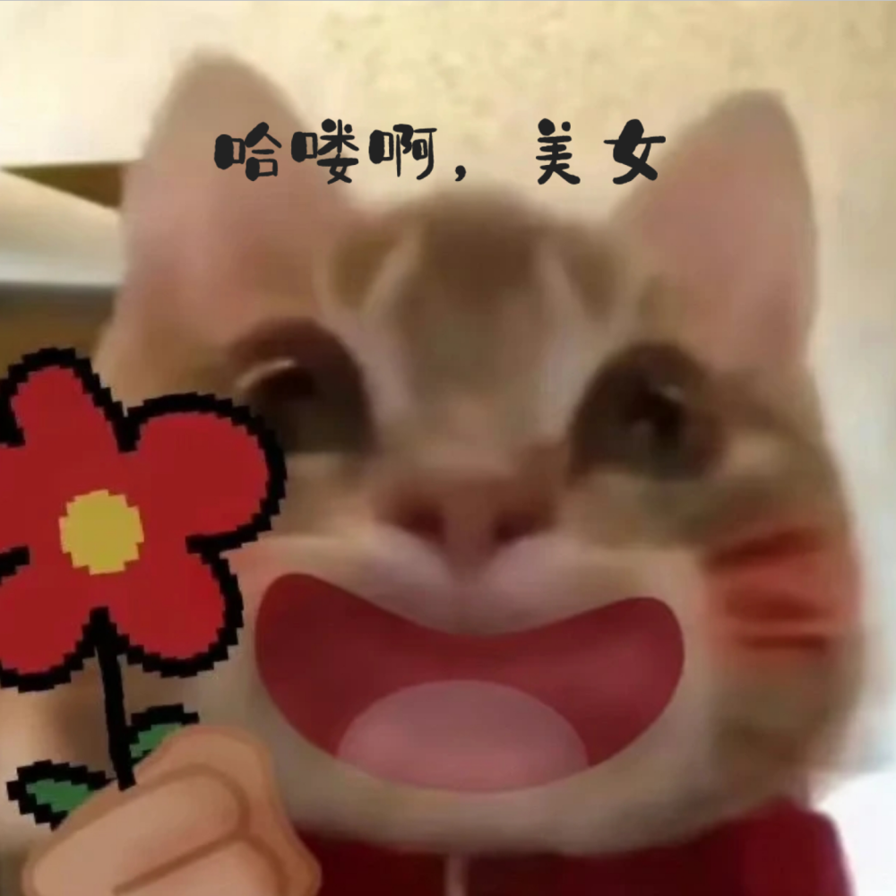 小猫