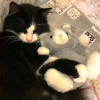猫猫