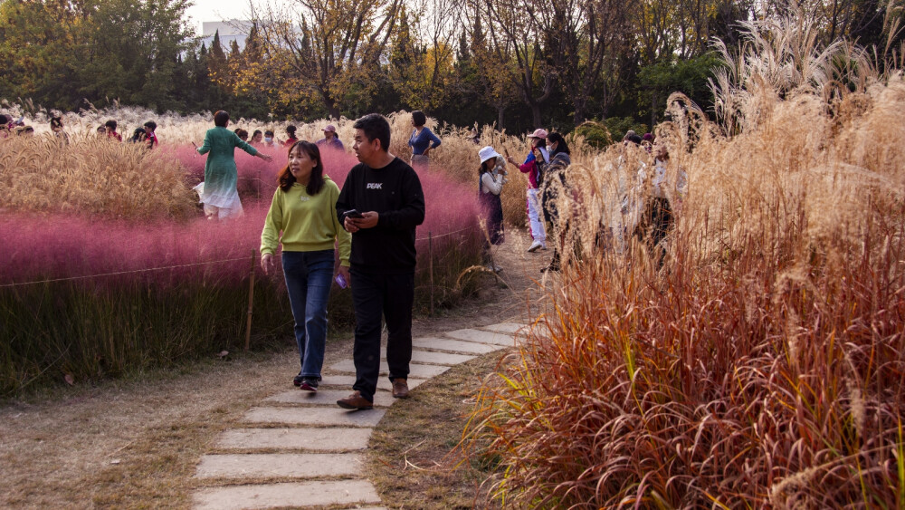 粉红、金黄、雪白、翠绿,色彩荟聚美丽极致。驾车几十公里来到芊卉园,小小的门牌感觉意外,走进去转里一圈,面积不大估算大约几千㎡。游客不少来回人行道,所谓不错的位置很多人都在拍照。环顾一片片毛茸茸的,自然美可是饱眼福了。蒲苇雪白的花穗,芒草、苔草金黄,狼尾草、茅草浅紫高低错落,在阳光的照射下泛着温暖的光晕。尤其是乱子草,粉红的色调最为显眼,穗细如毛远看朦朦胧胧,似雾又似云。