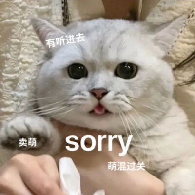 可爱猫猫