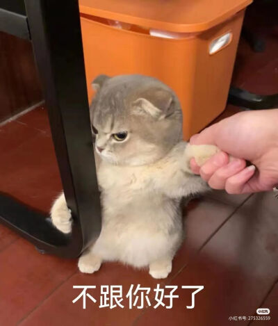 可爱猫猫