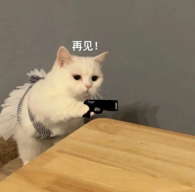 可爱猫猫