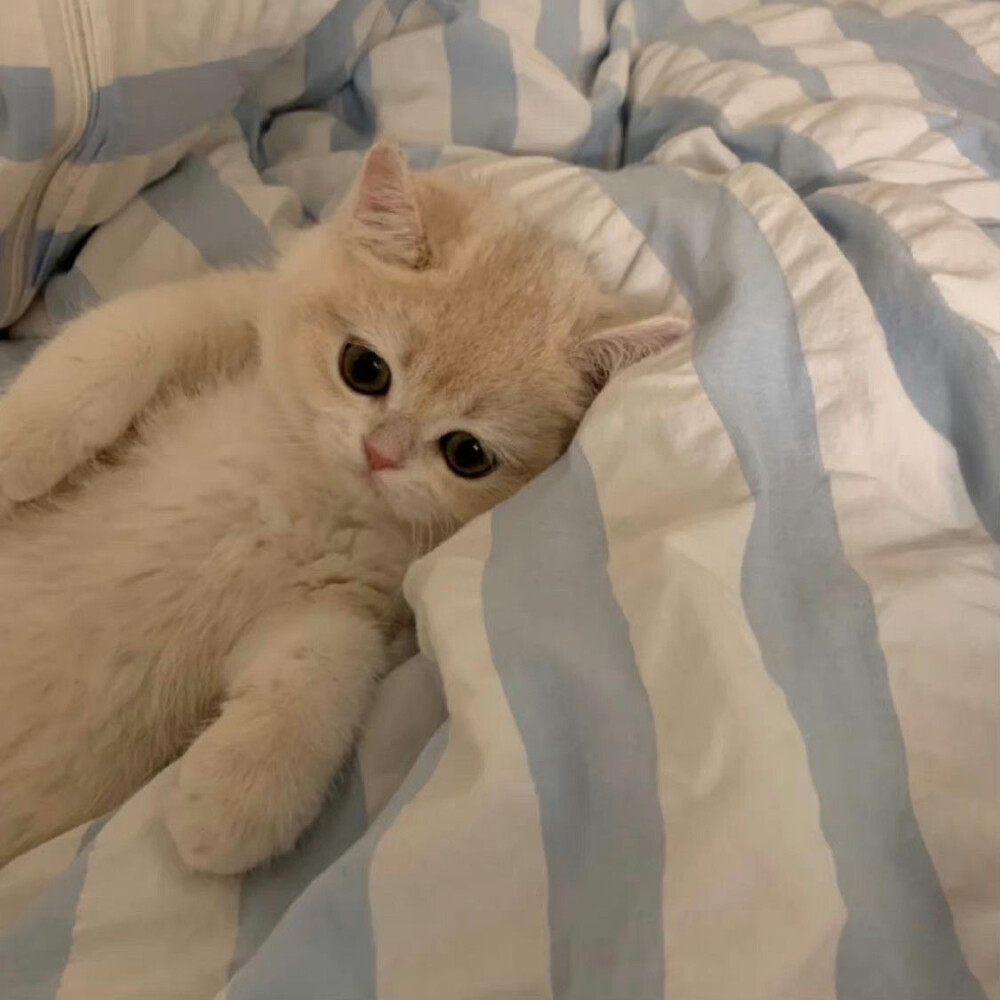 猫猫- 高清图片,堆糖,美图壁纸兴趣社区