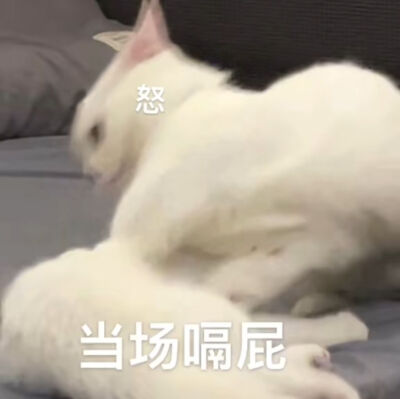 可爱猫猫