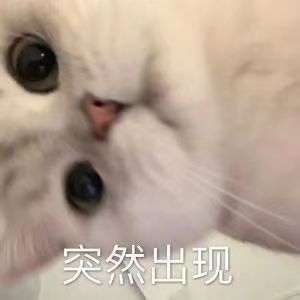 可爱猫猫