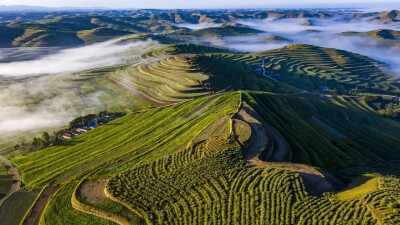 醉美旱塬梯田
盛夏八月，黄土高原上的醉美旱塬山川秀美、景色迷人、空气清新、天空蔚蓝。一座座青山紧相连，一层层梯田，一片片绿……各种农作物正茁壮成长。从高空俯瞰，层层梯田美景如画，沟壑纵横的山塬铺满了绿…