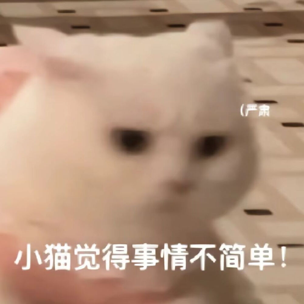 可爱猫猫