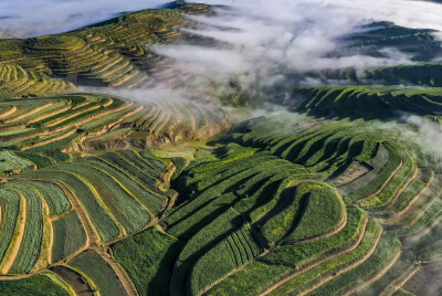 醉美旱塬梯田
盛夏八月，黄土高原上的醉美旱塬山川秀美、景色迷人、空气清新、天空蔚蓝。一座座青山紧相连，一层层梯田，一片片绿……各种农作物正茁壮成长。从高空俯瞰，层层梯田美景如画，沟壑纵横的山塬铺满了绿…