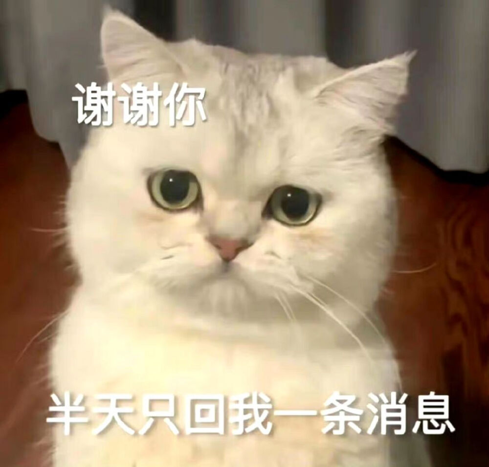 可爱猫猫