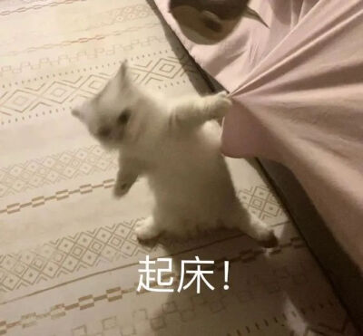 可爱猫猫