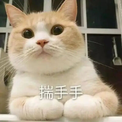 可爱猫猫