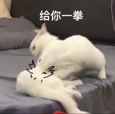 可爱猫猫