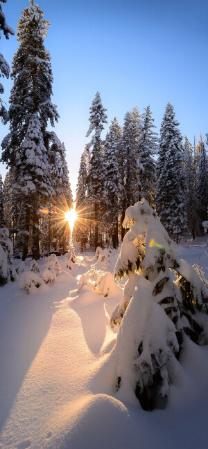 雪景壁纸