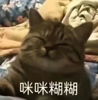 猫咪表情包