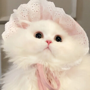 可爱头像 ˃ ⤙ ˂ 