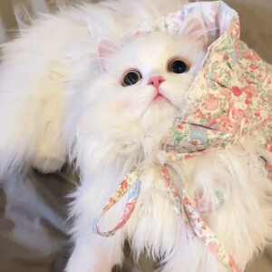 可爱头像 ˃ ⤙ ˂ 