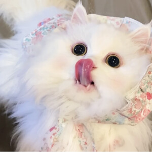 可爱头像 ˃ ⤙ ˂ 