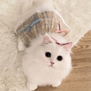 可爱头像 ˃ ⤙ ˂ 